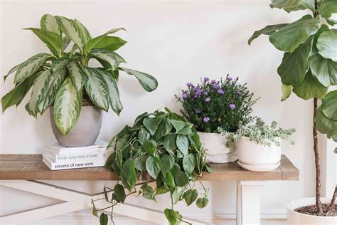 Angel plant care. Things To Know About Angel plant care. 